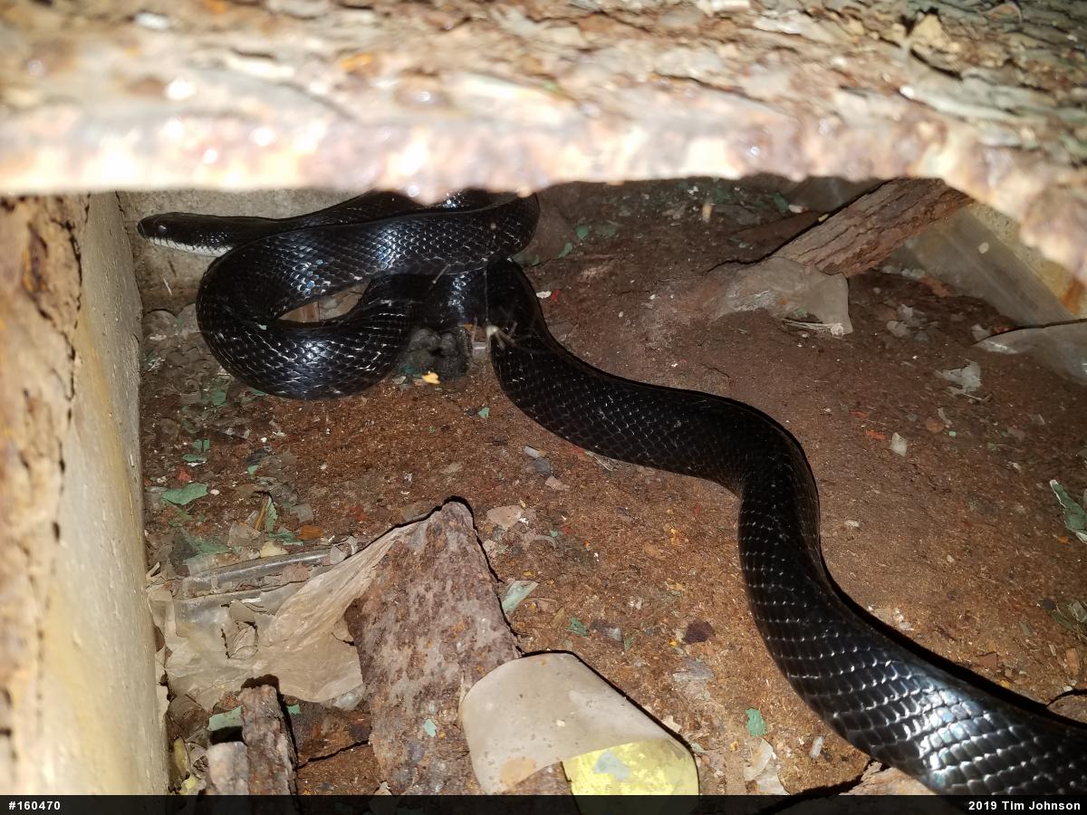 Eastern Ratsnake