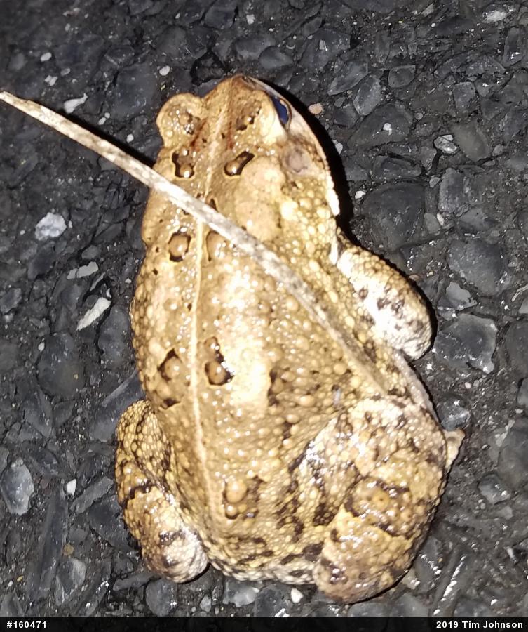 Eastern American Toad