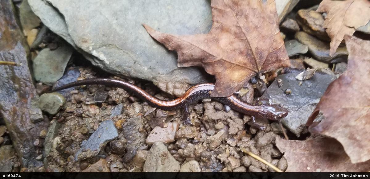 Eastern Red-backed  Salamander