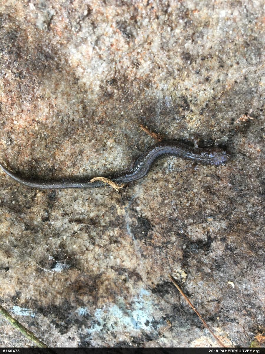 Eastern Red-backed  Salamander