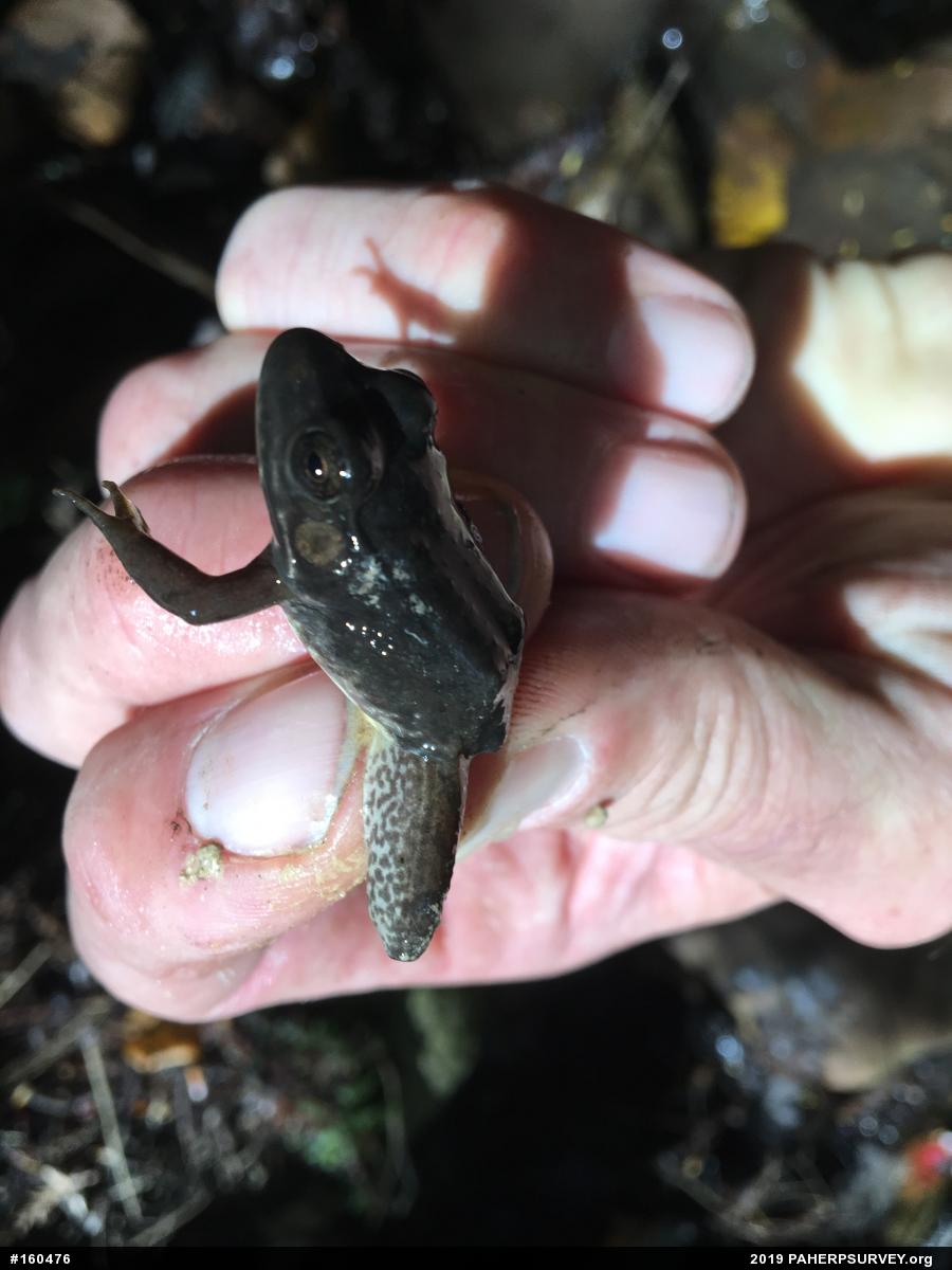 Green Frog