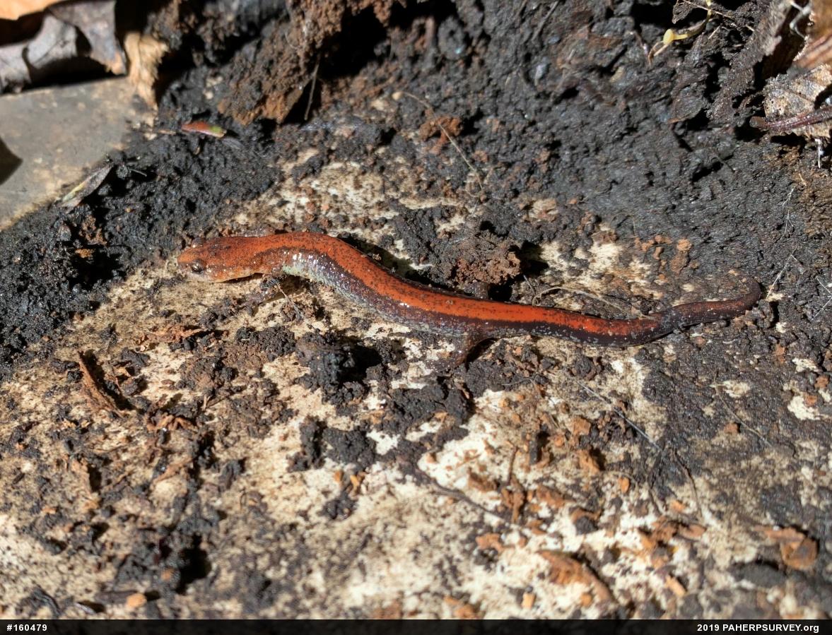 Eastern Red-backed  Salamander