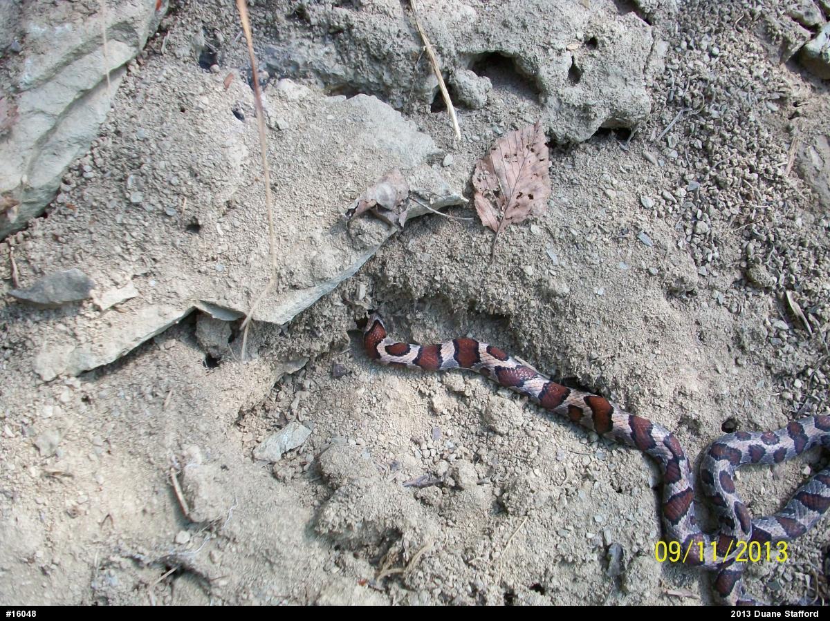 Eastern Milksnake