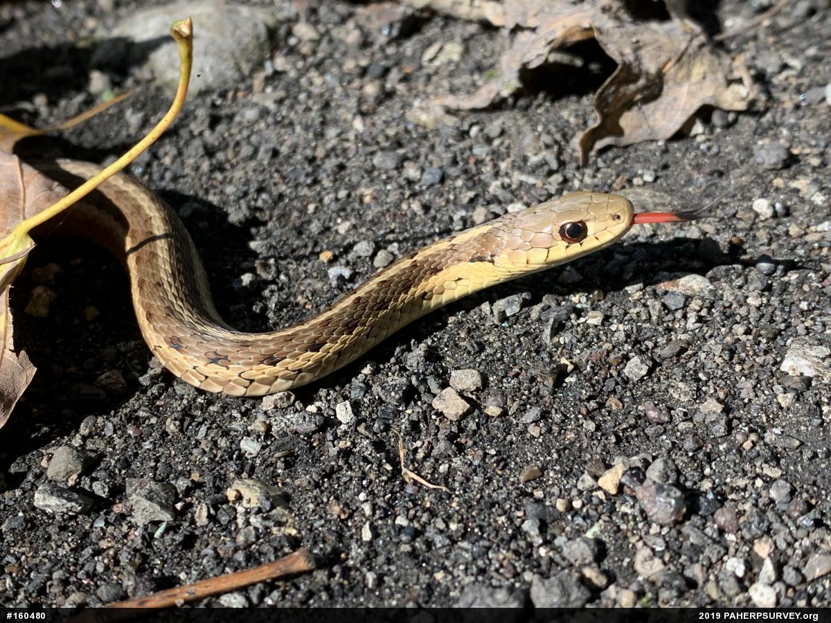 Eastern Gartersnake