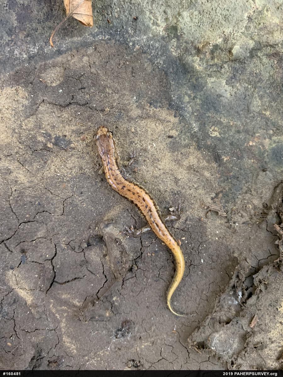 Allegheny Mountain Dusky Salamander