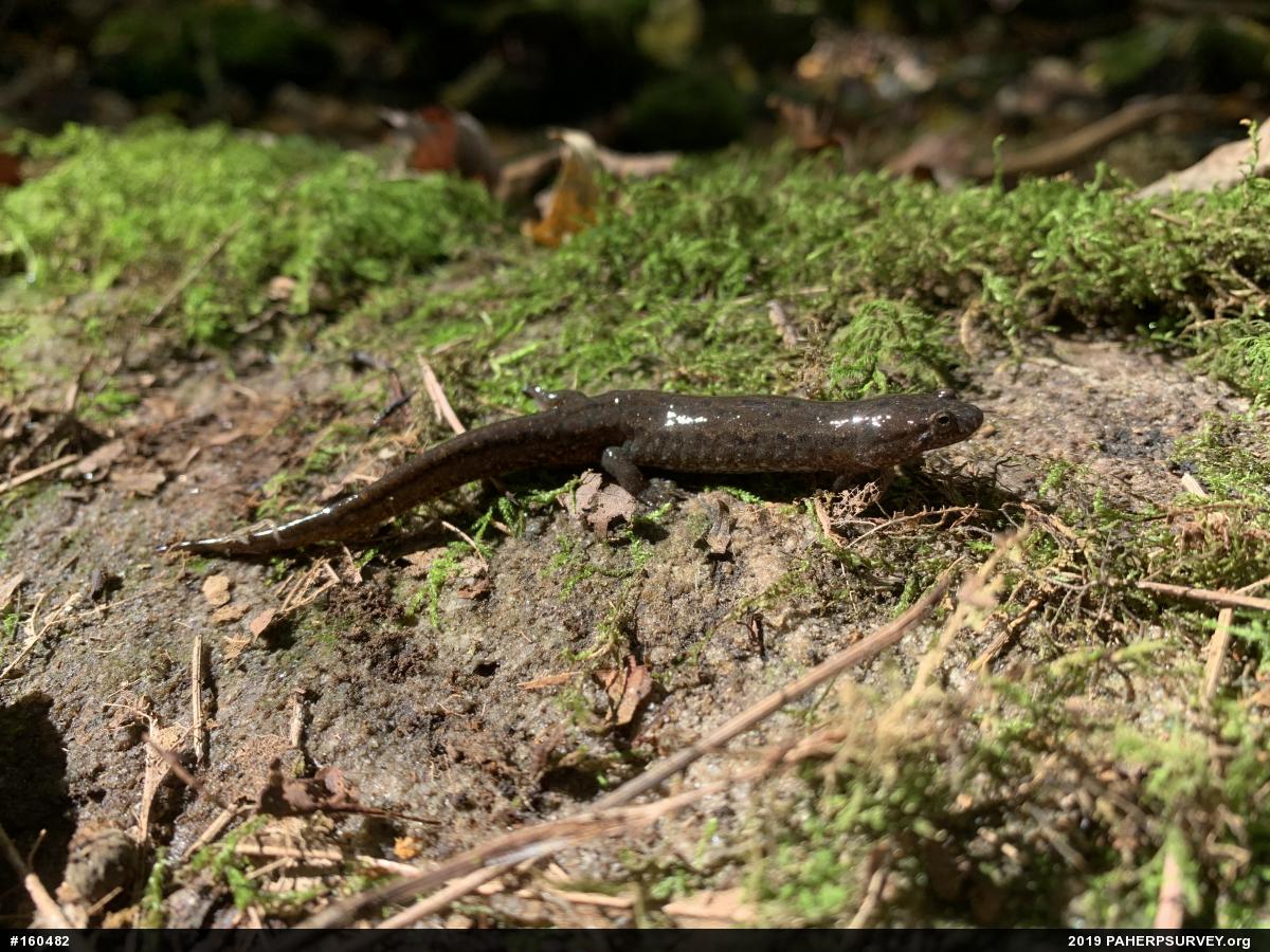 Northern Dusky Salamander