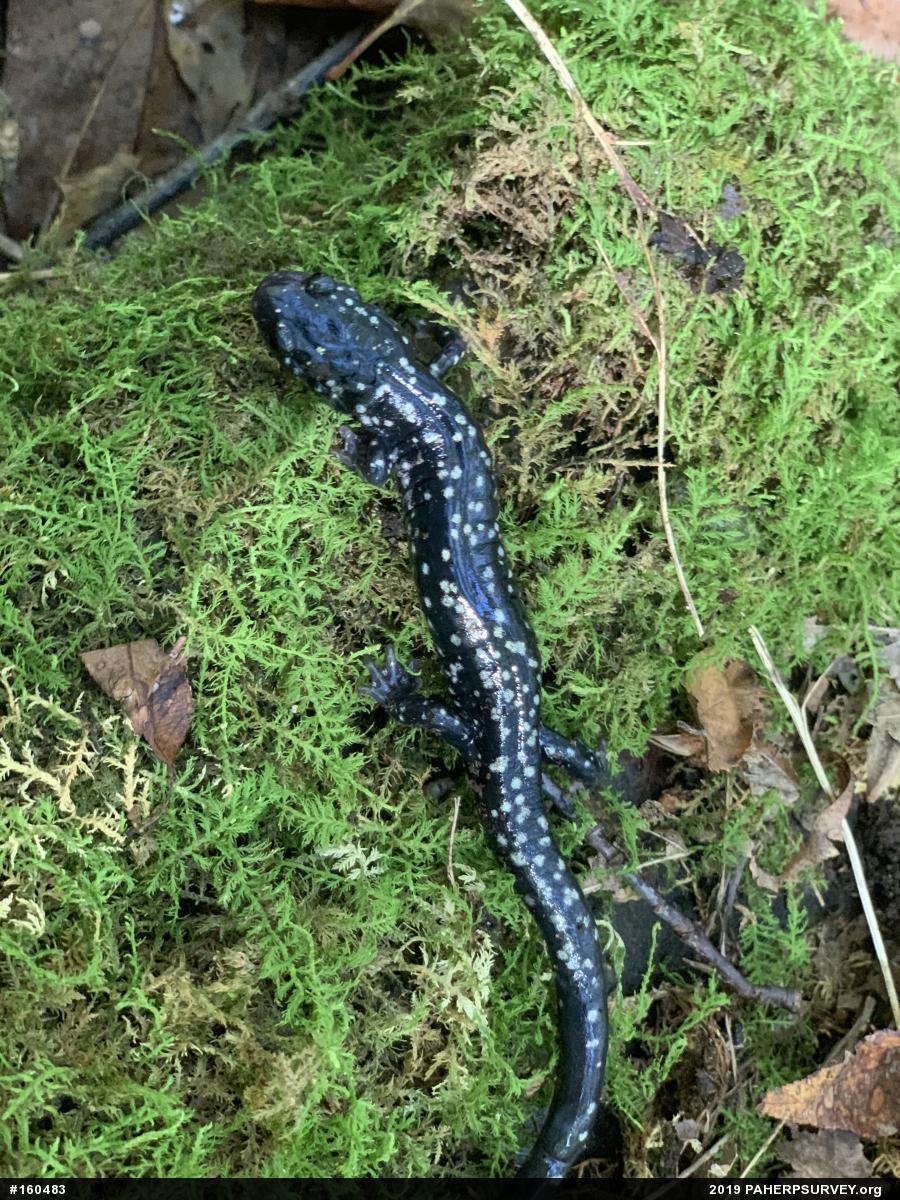 Northern Slimy Salamander