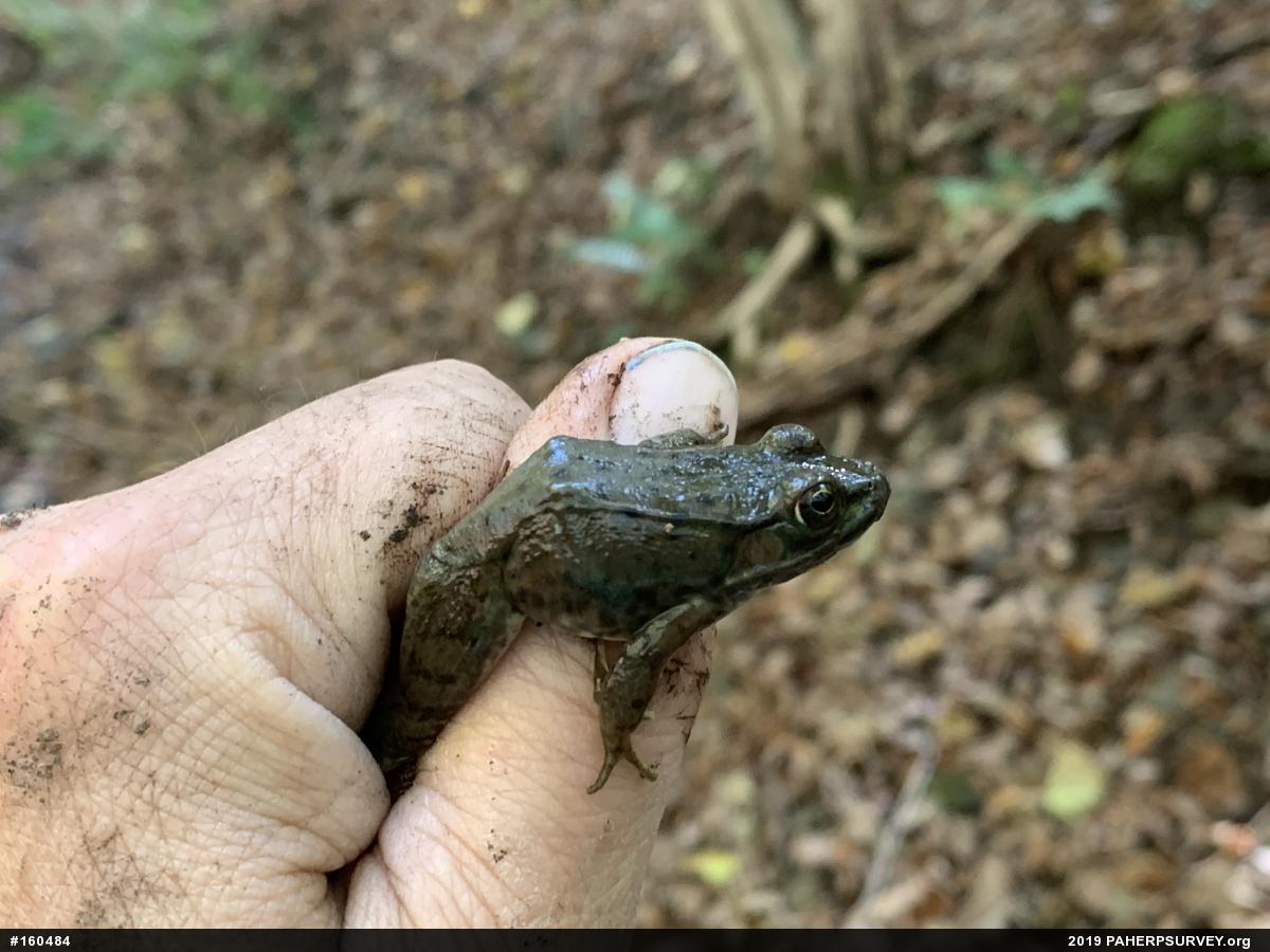 Green Frog