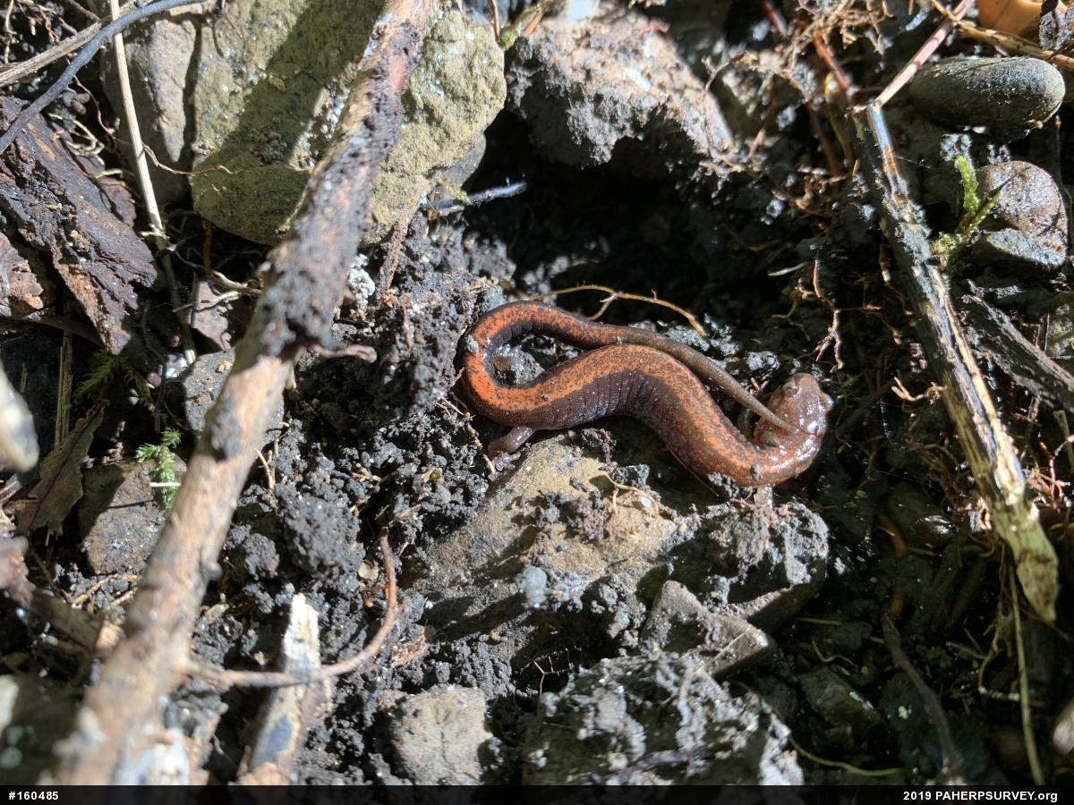 Eastern Red-backed  Salamander