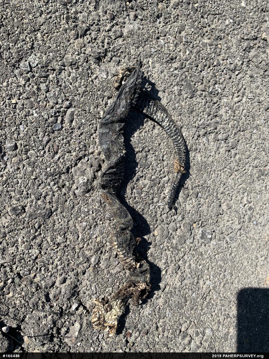 Northern Watersnake
