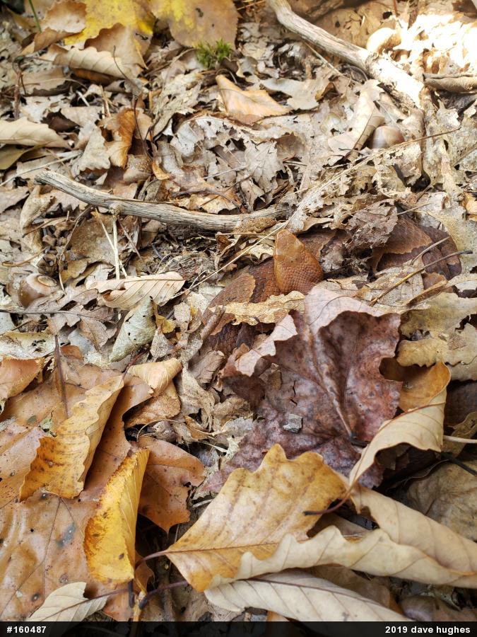 Northern Copperhead
