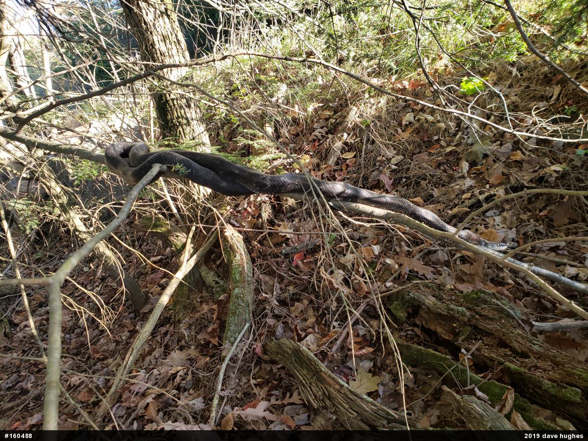 Eastern Ratsnake
