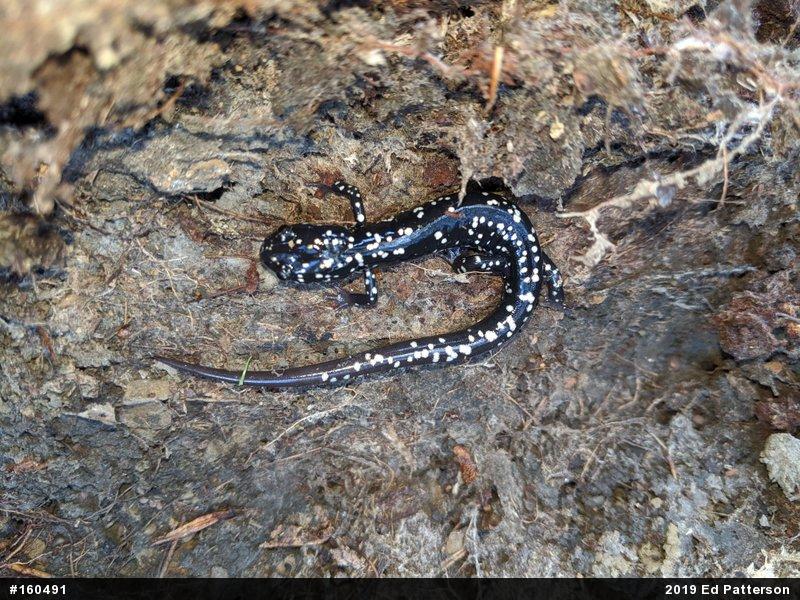 Northern Slimy Salamander