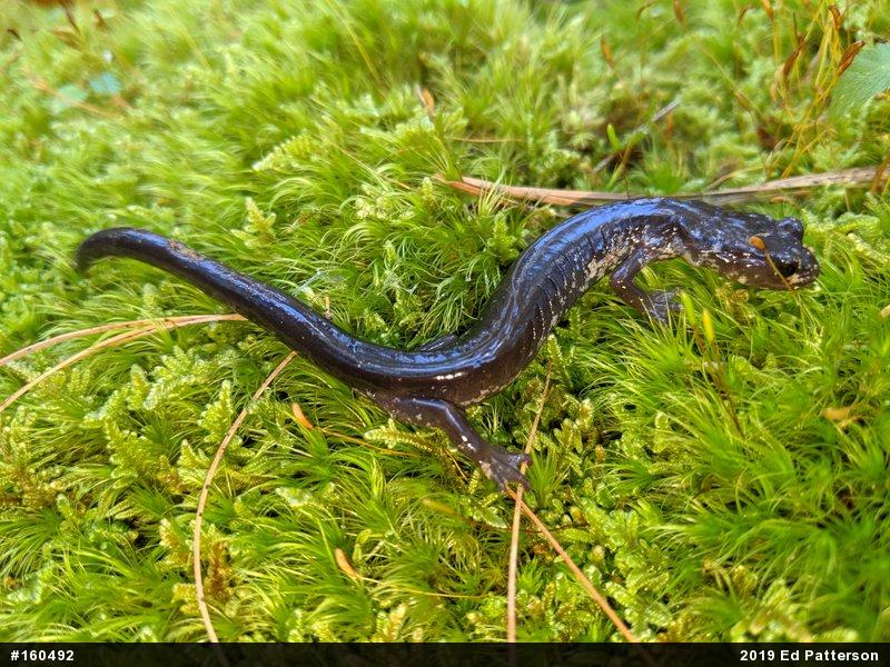 Wehrle's Salamander