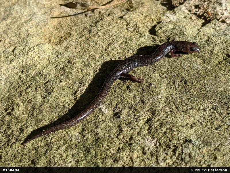 Valley And Ridge Salamander