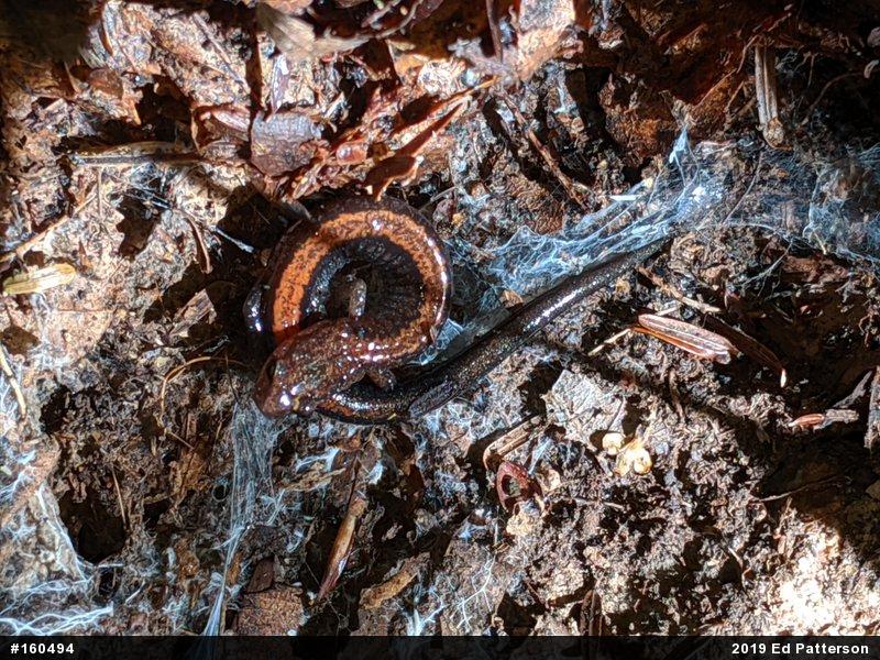 Eastern Red-backed  Salamander