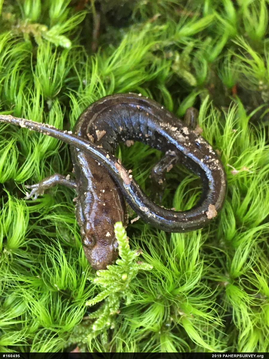 Allegheny Mountain Dusky Salamander