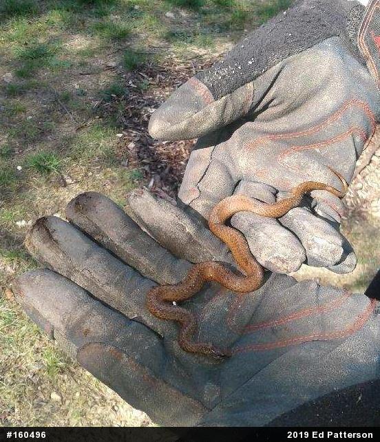 Red-bellied Snake