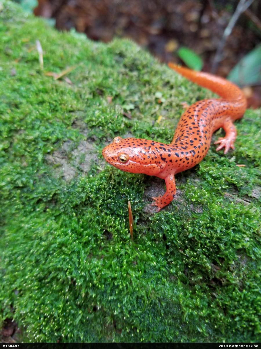 Northern Red Salamander