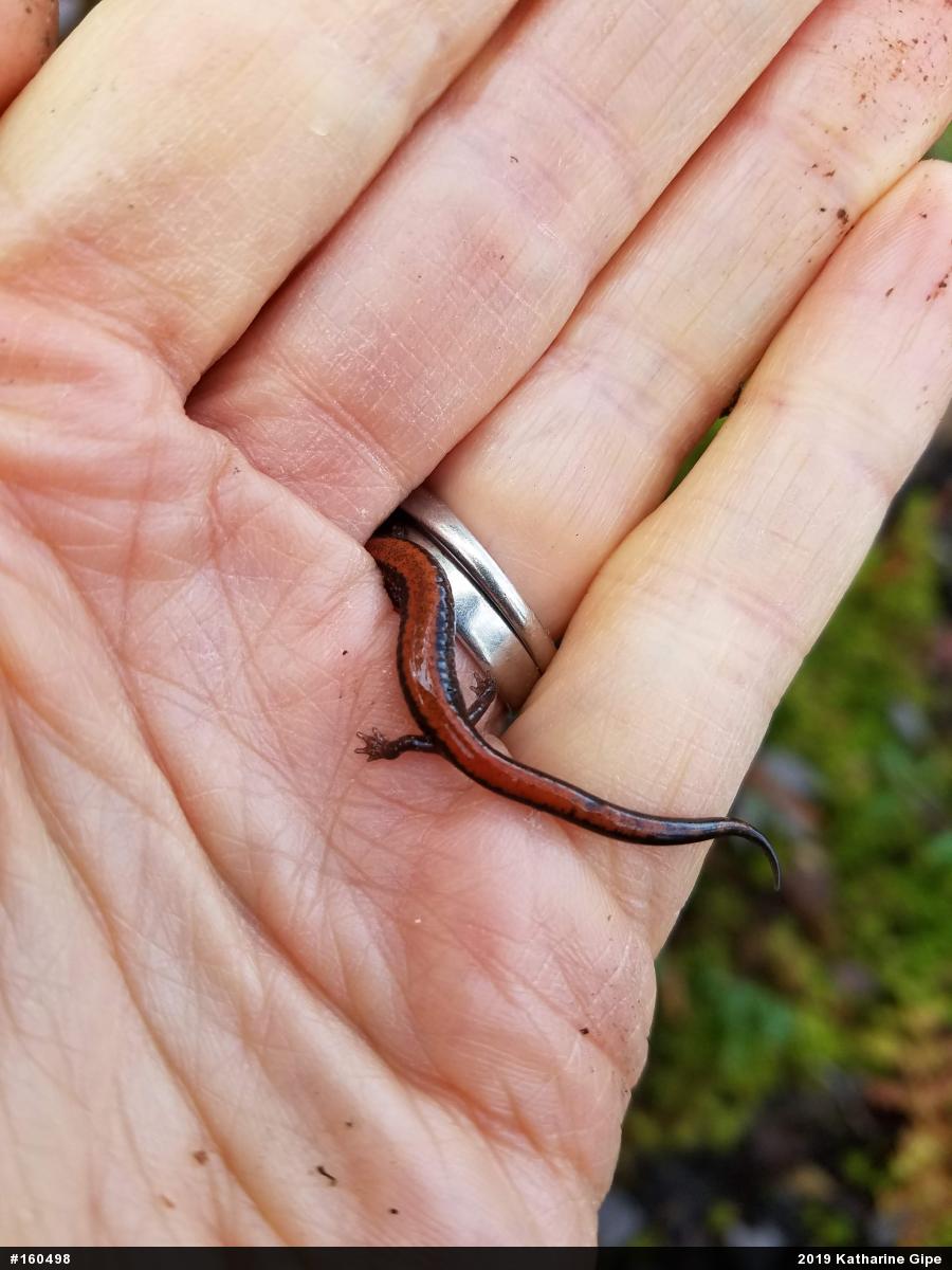 Eastern Red-backed  Salamander