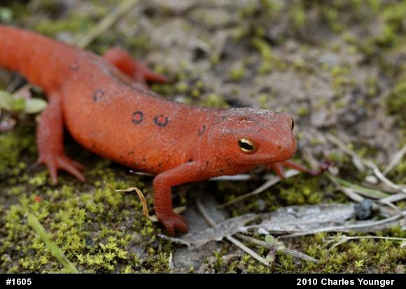 Red-spotted Newt