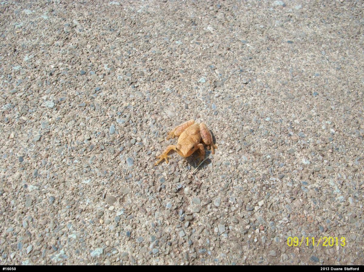 Spring Peeper