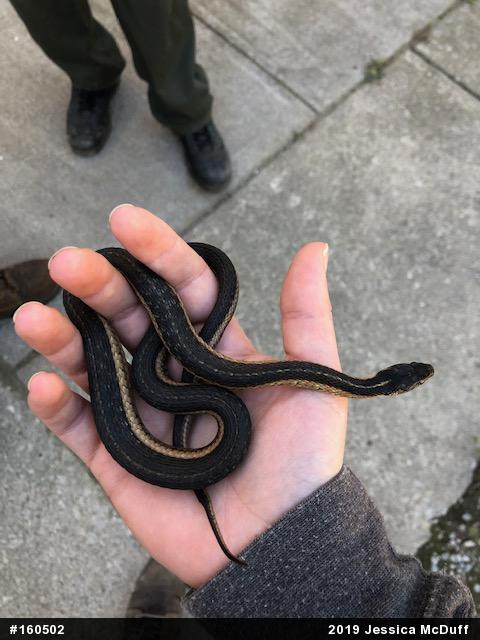 Eastern Gartersnake