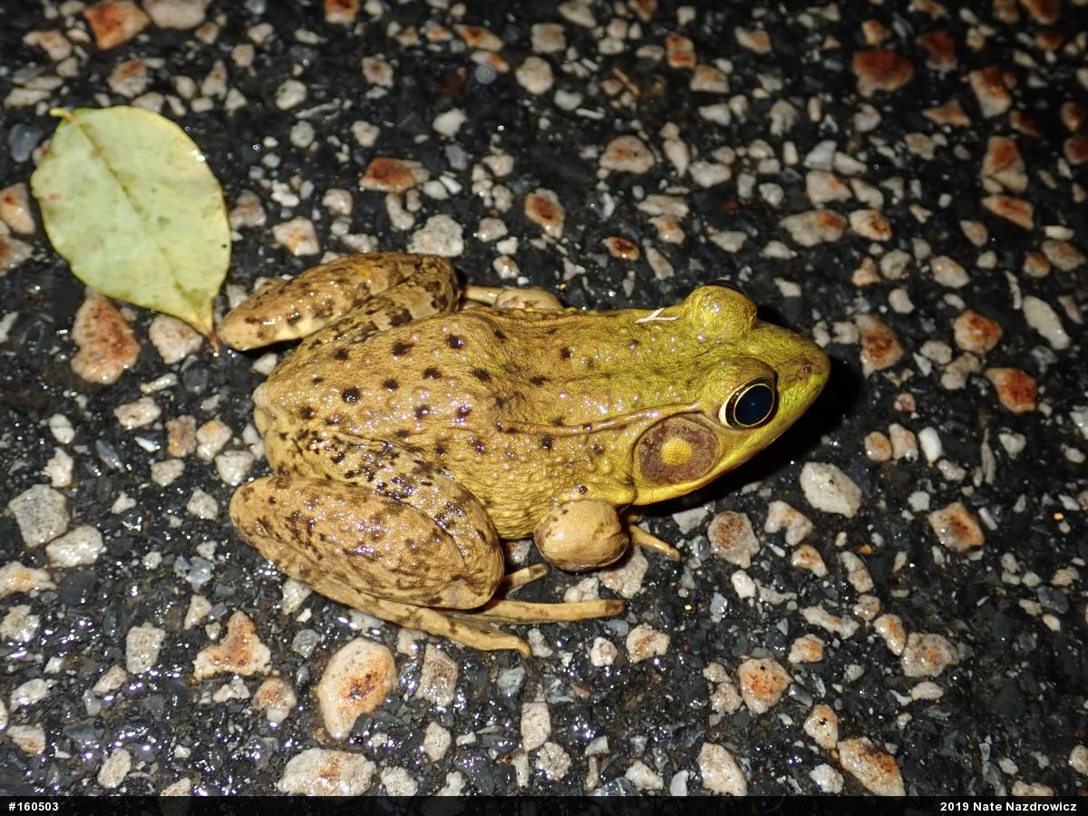 Green Frog