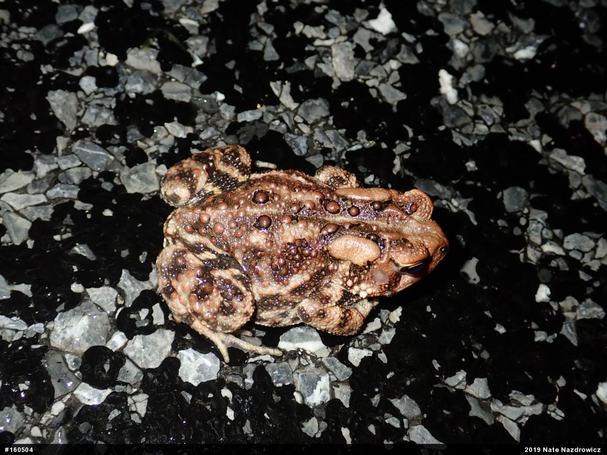 Eastern American Toad