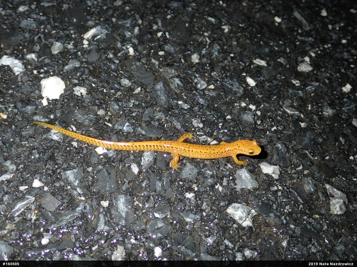 Eastern Long-tailed Salamander