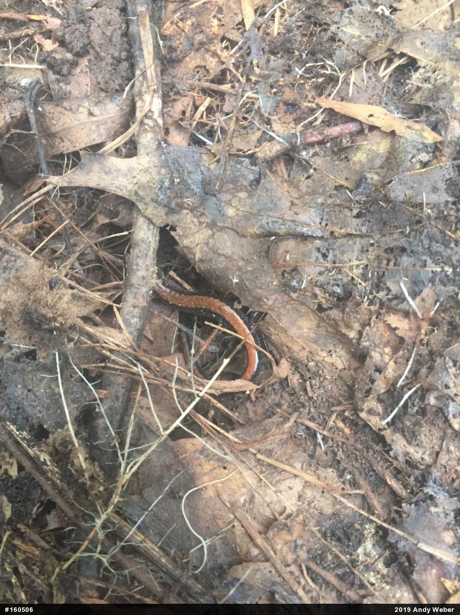Eastern Red-backed  Salamander