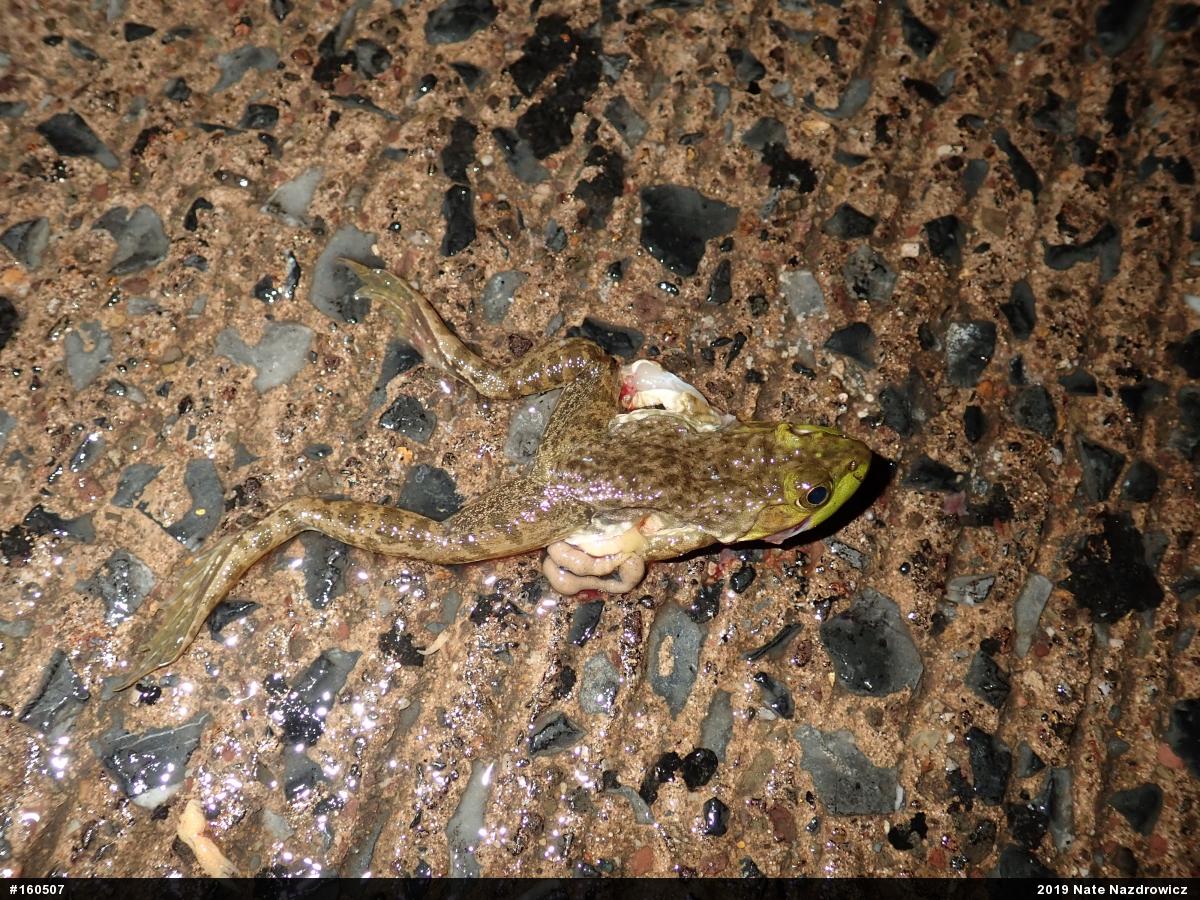 American Bullfrog