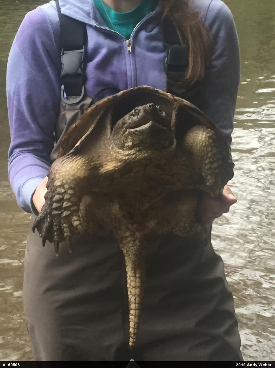 Snapping Turtle