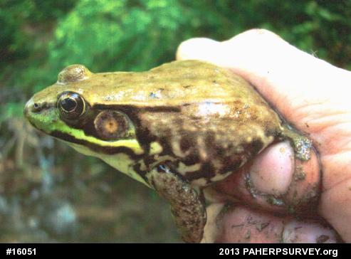 Green Frog