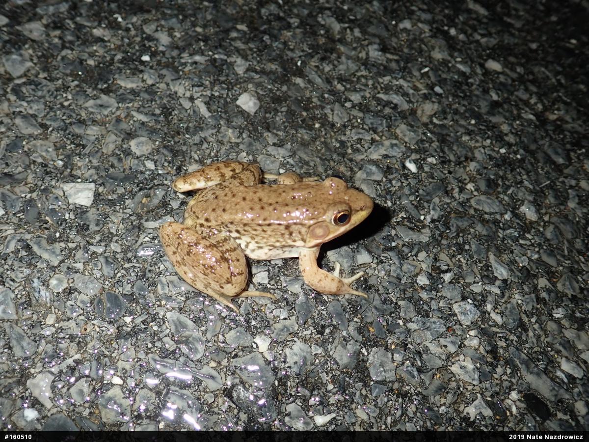 Green Frog