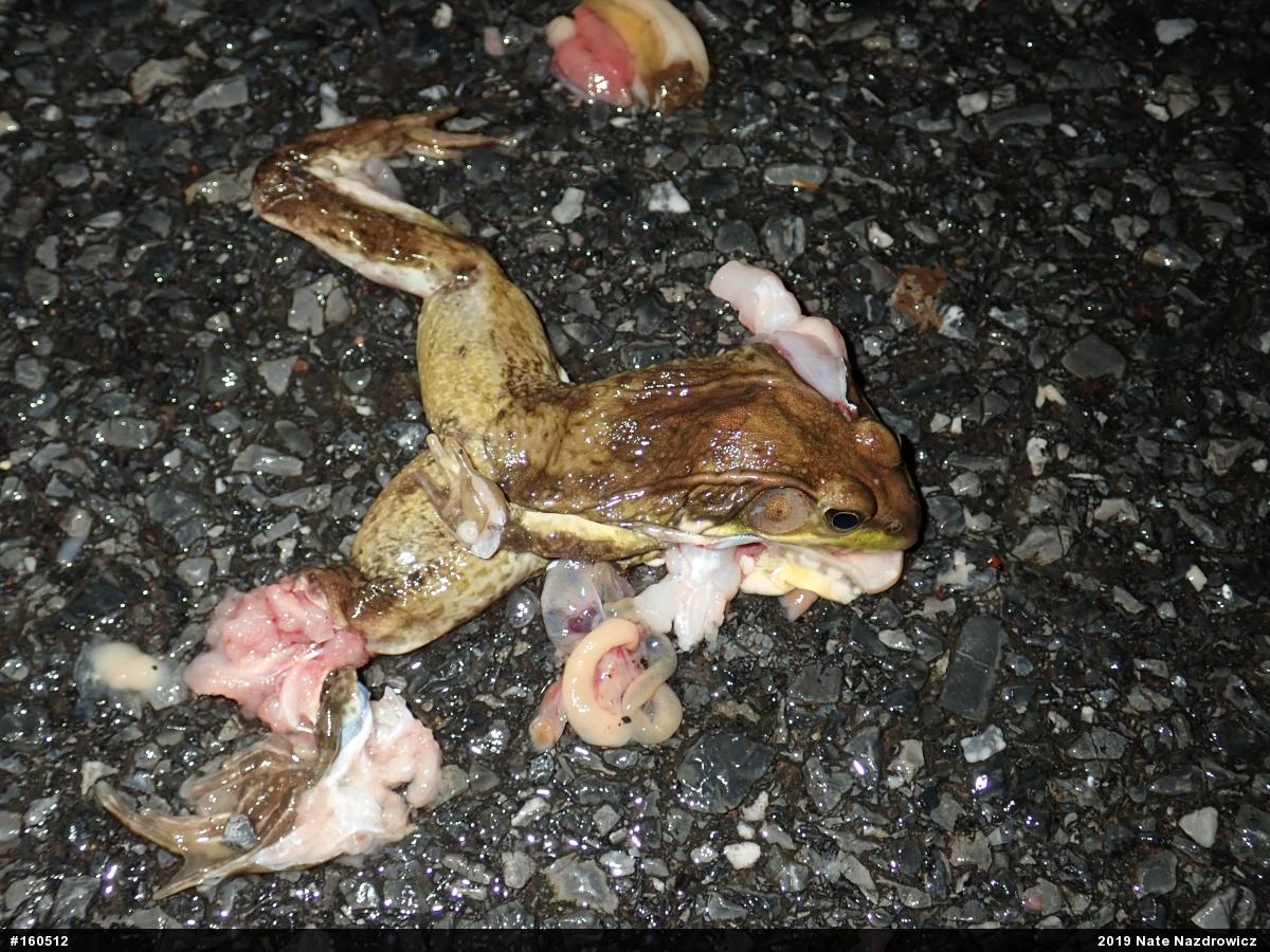 Green Frog