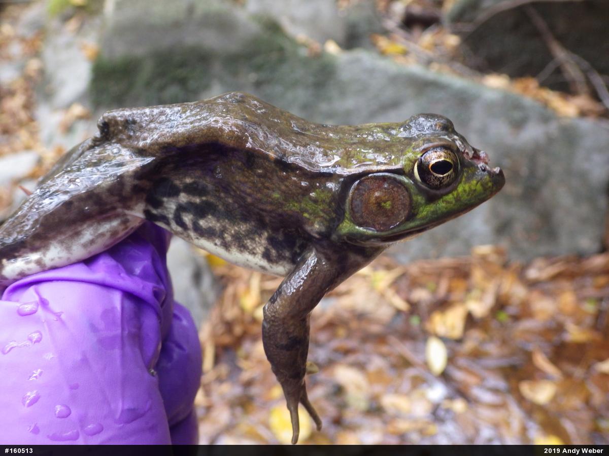 Green Frog