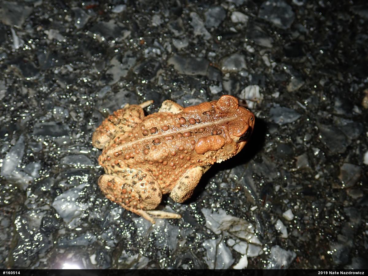 Eastern American Toad