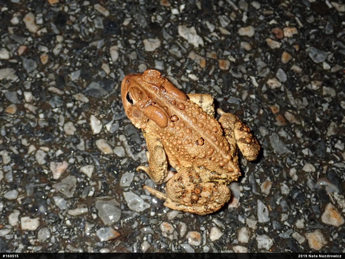 Eastern American Toad