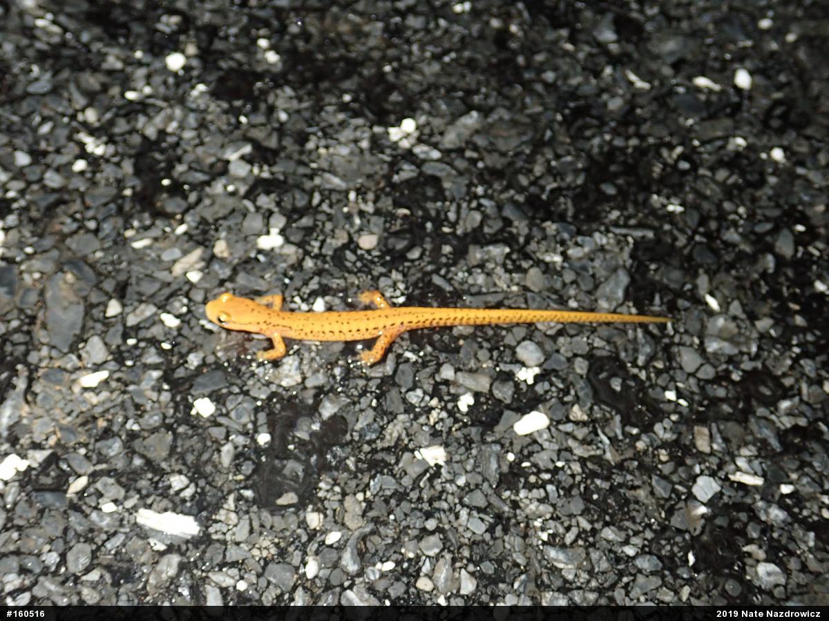 Eastern Long-tailed Salamander