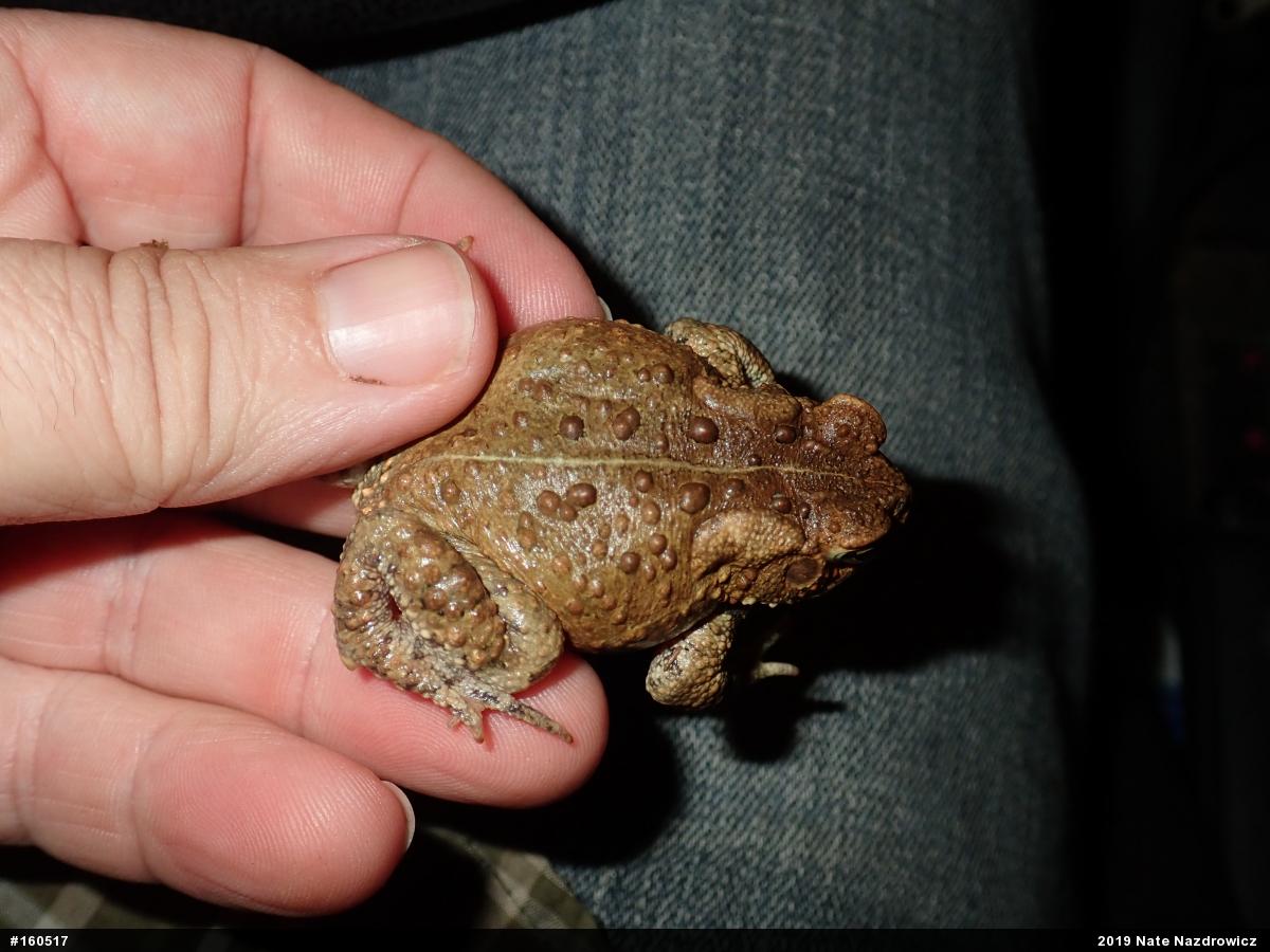 Eastern American Toad