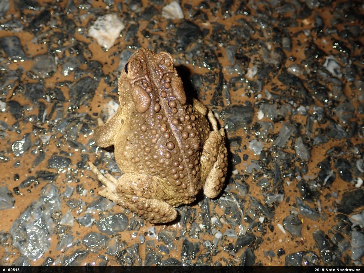 Eastern American Toad
