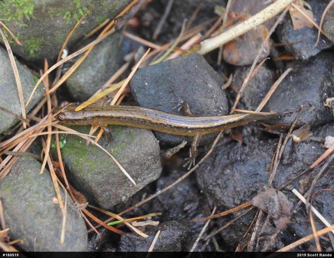Northern Two-lined Salamander