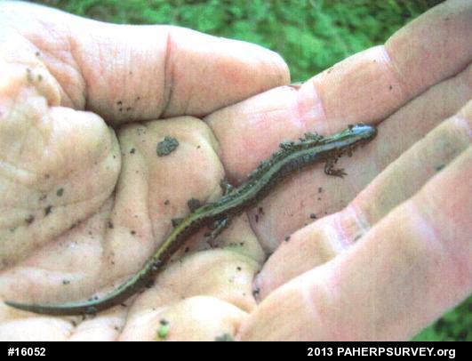 Northern Two-lined Salamander
