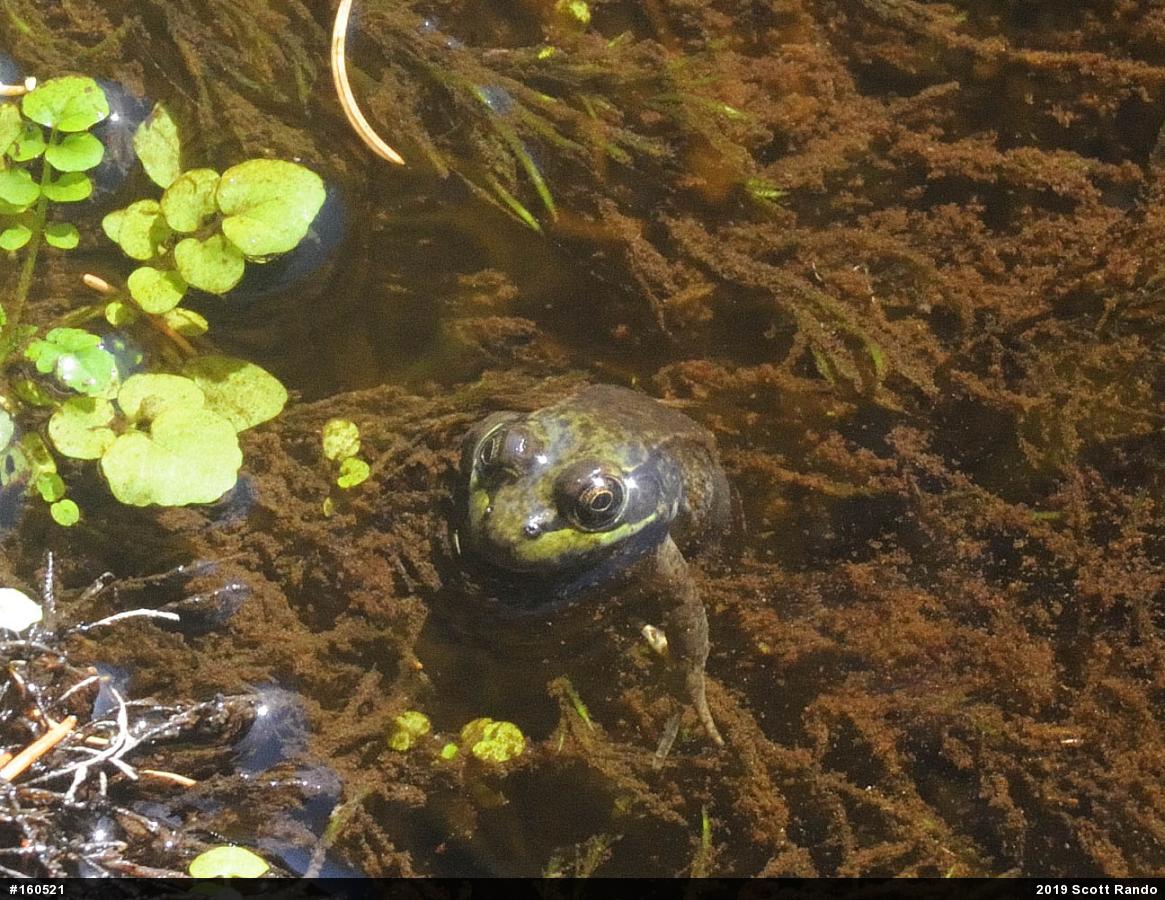 Green Frog