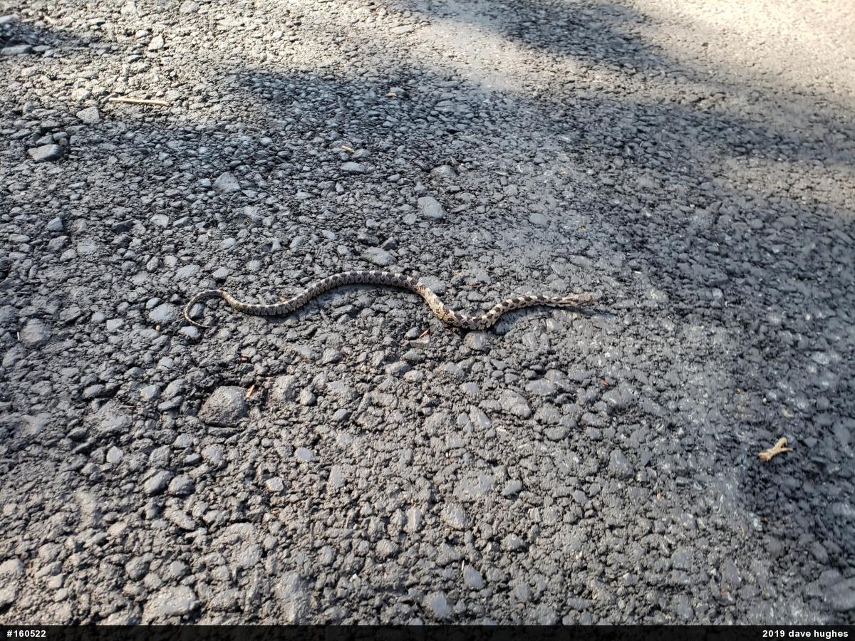 Eastern Ratsnake