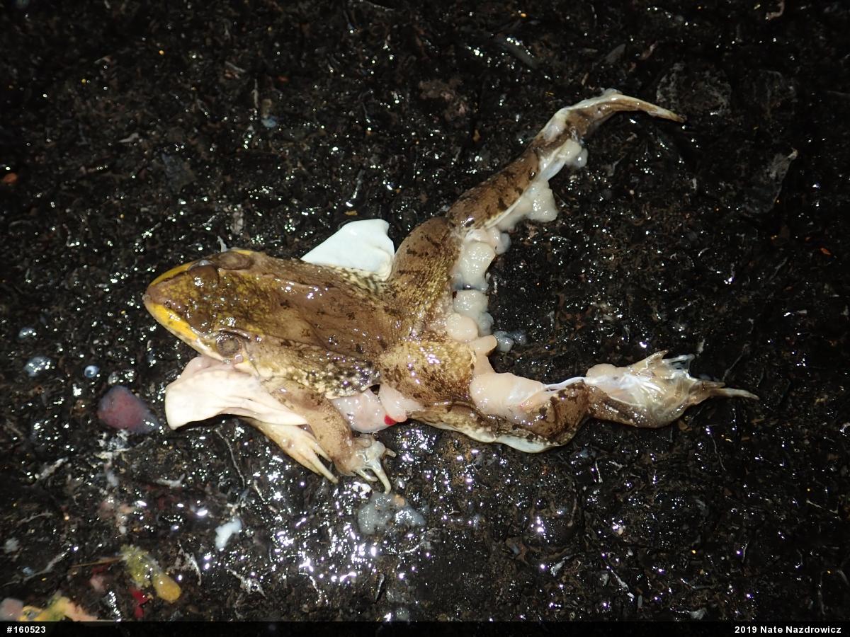 Green Frog