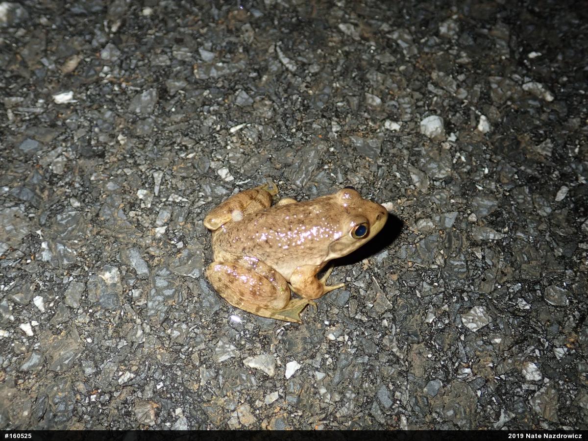 American Bullfrog