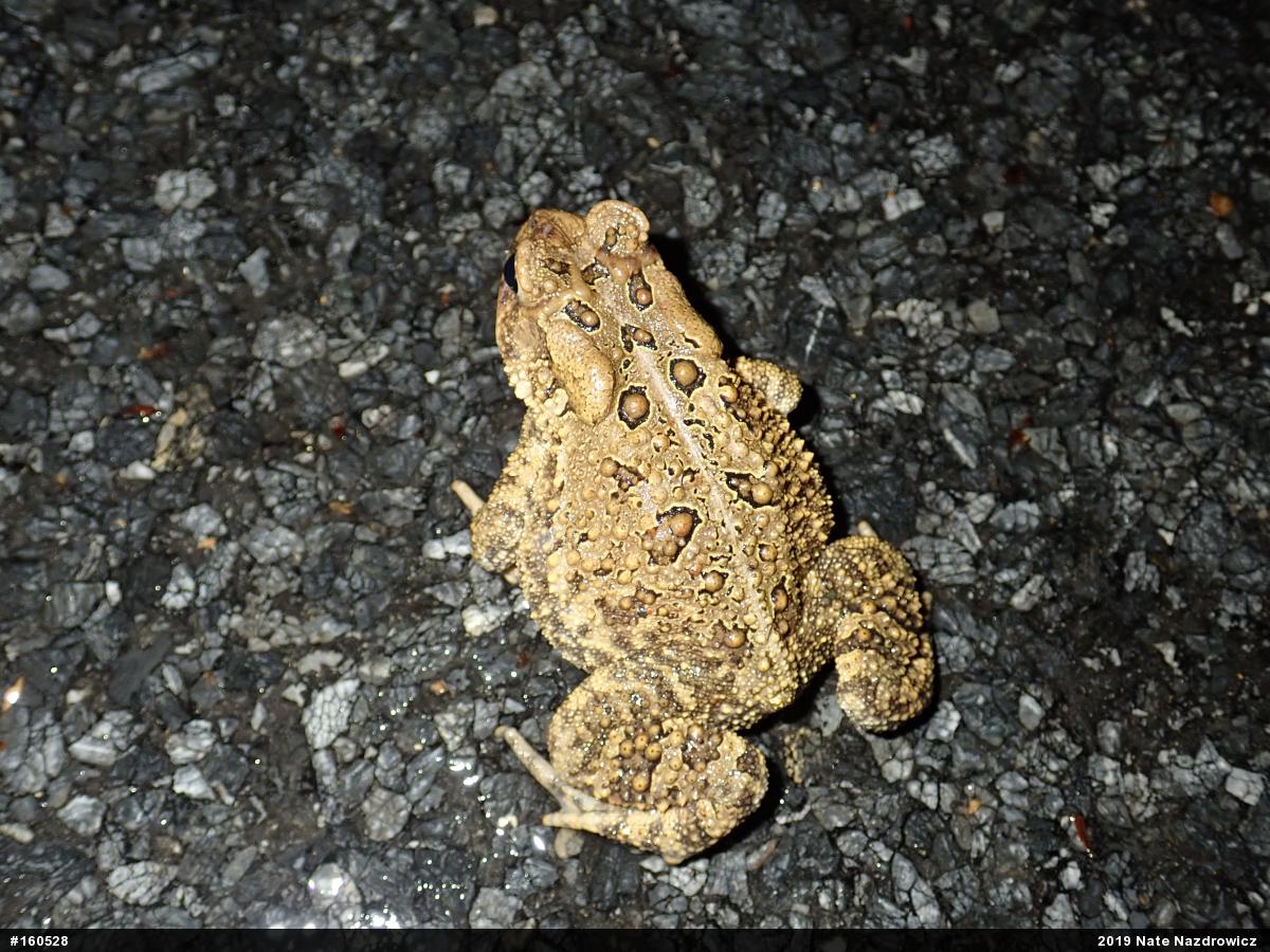 Eastern American Toad