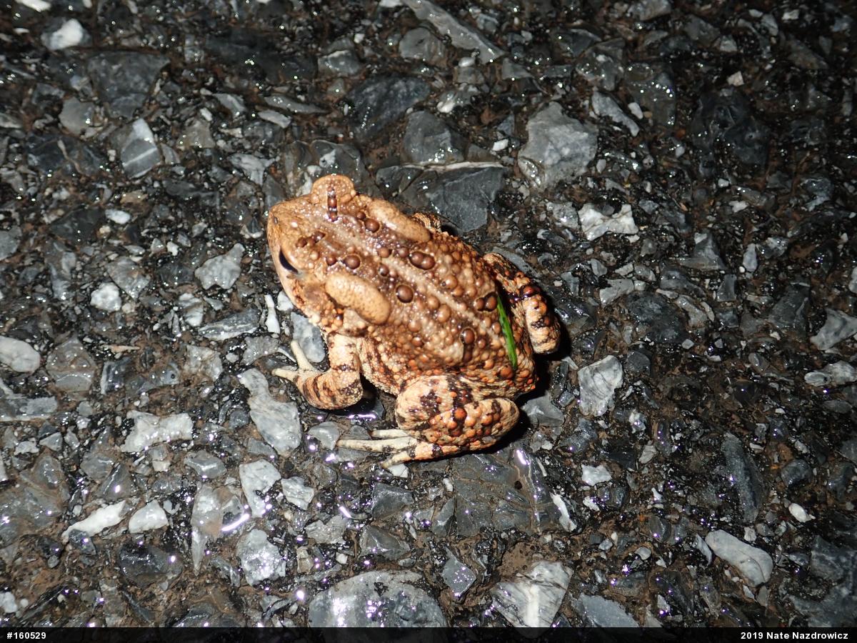 Eastern American Toad